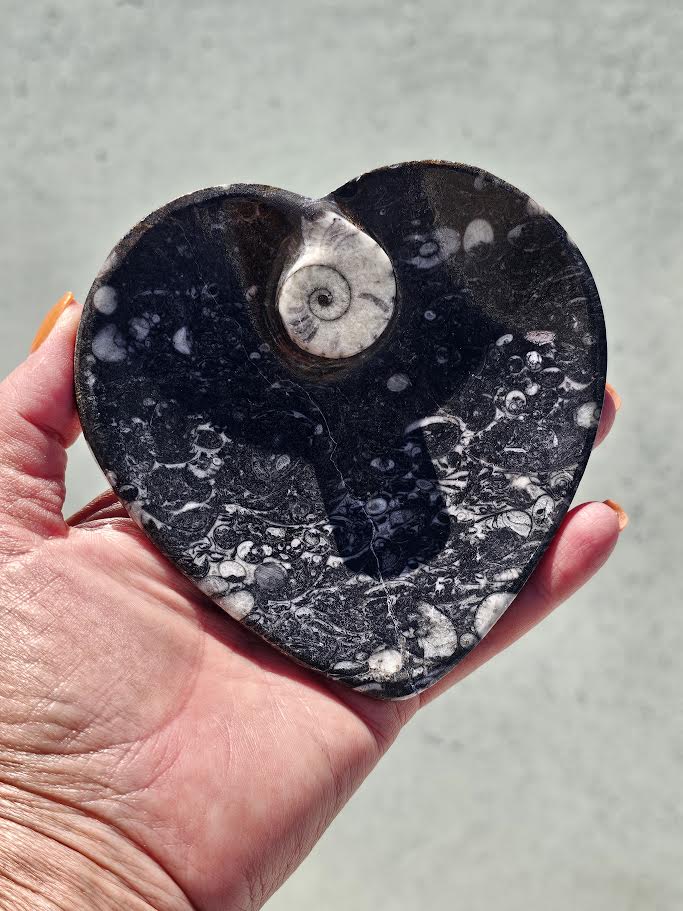 Orthoceras & Ammonite Fossil Bowl