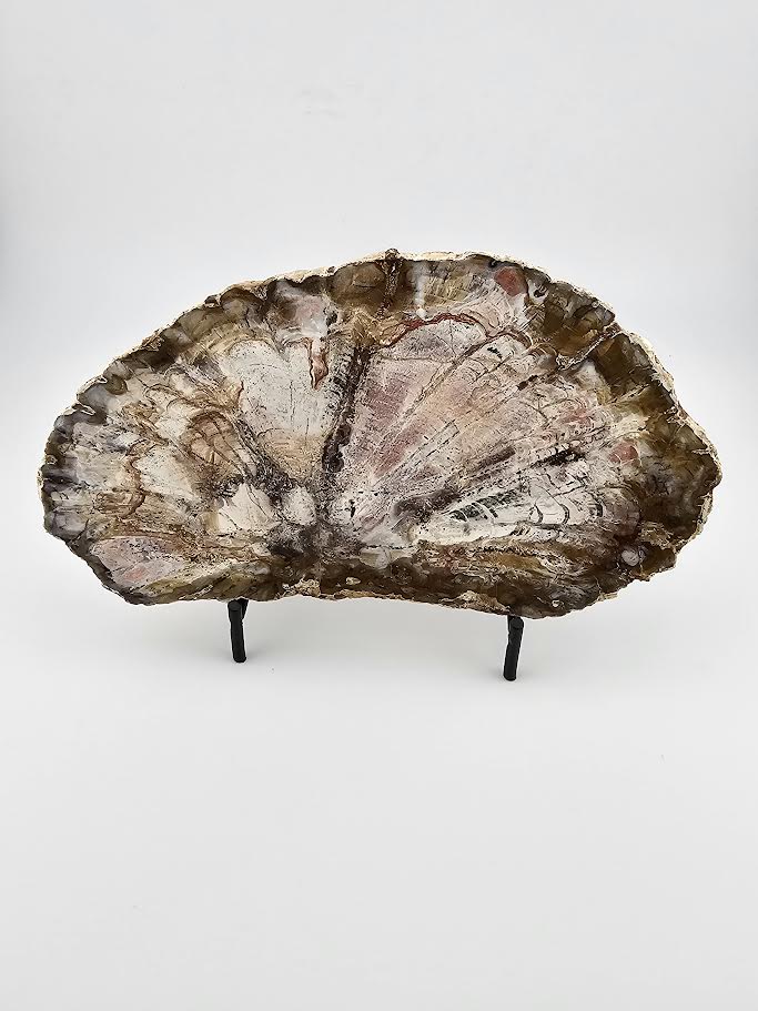 Petrified Wood Slab from Madagascar (Large)