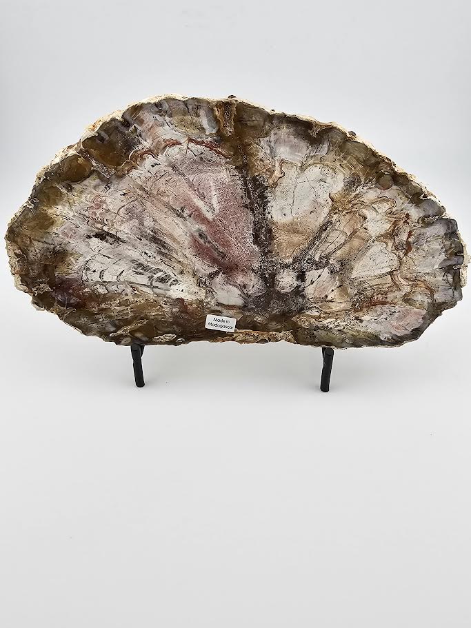 Petrified Wood Slab from Madagascar (Large)